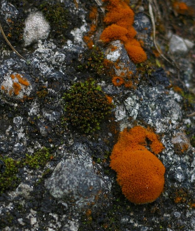 trentepólia Trentepohlia aurea (Linnaeus) Martius