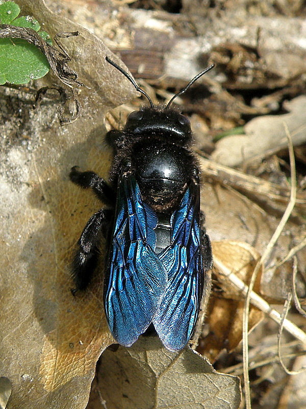 drevár fialový  Xylocopa violacea  Linnaeus, 1758