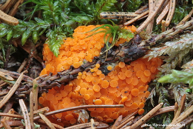 vláknohlivka Byssonectria sp.