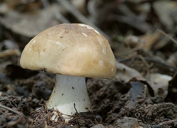 čírovnica májová Calocybe gambosa (Fr.) Donk