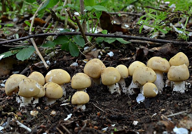 čírovnica májová Calocybe gambosa (Fr.) Donk