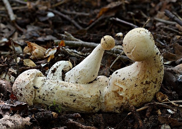 čírovnica májová Calocybe gambosa (Fr.) Donk