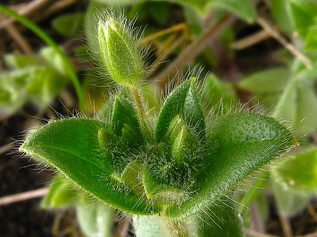 rožec krátkolupienkový Cerastium brachypetalum Pers.