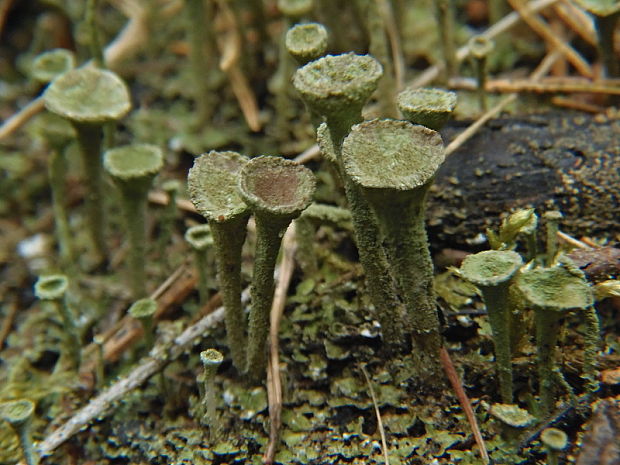 dutohlávka riasnatá Cladonia fimbriata (L.) Fr.
