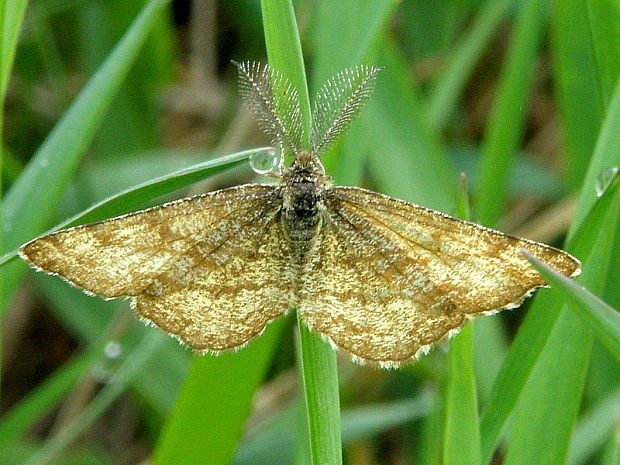 piadivka vresová - samček  Ematurga atomaria  Linnaeus, 1758