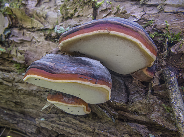 práchnovček pásikavý Fomitopsis pinicola (Sw.) P. Karst.