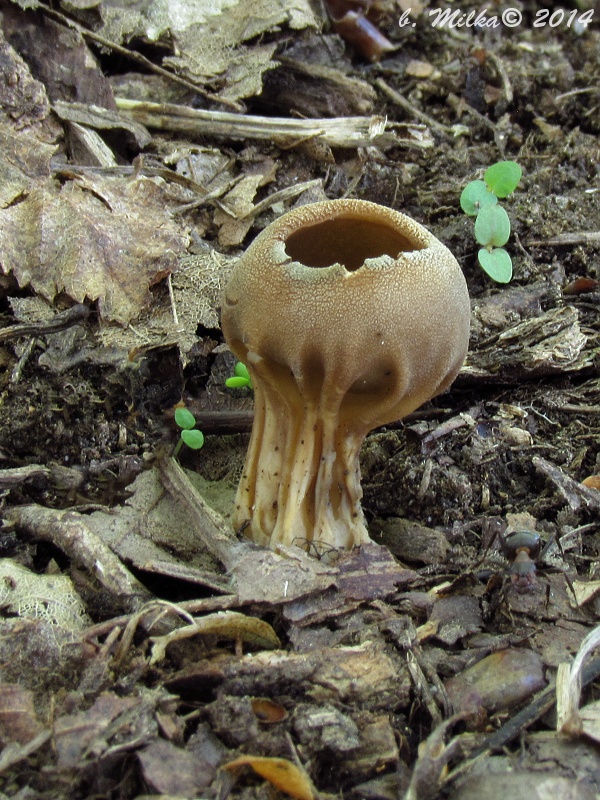 chriapač kalíškovitý Helvella acetabulum (L.) Quél.