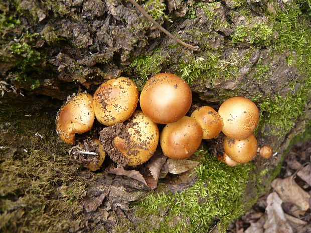 šupinačka menlivá Kuehneromyces mutabilis (Schaeff.) Singer & A.H. Sm.