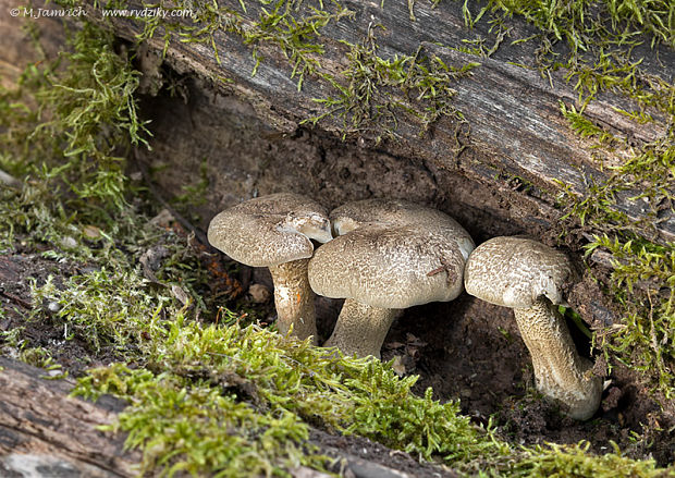 trúdnik strapkatý Lentinus substrictus (Bolton) Zmitr. & Kovalenko