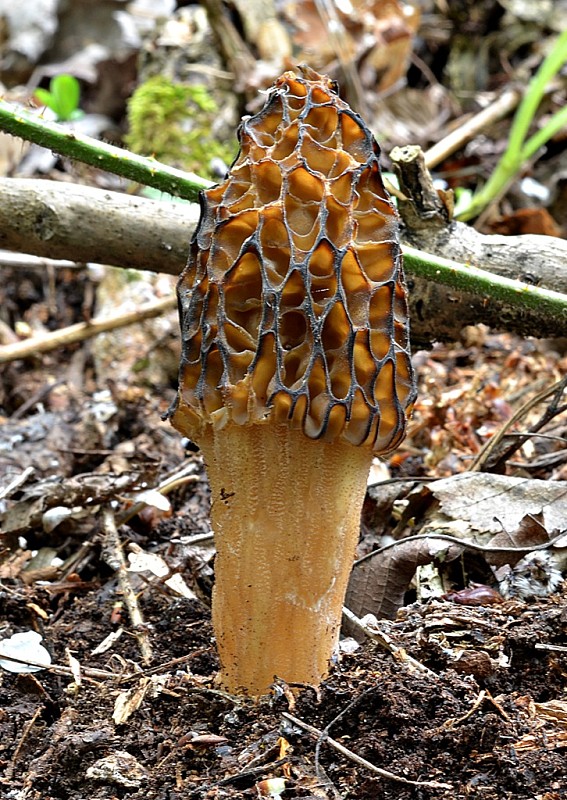 smrčok vysoký Morchella elata Fr.