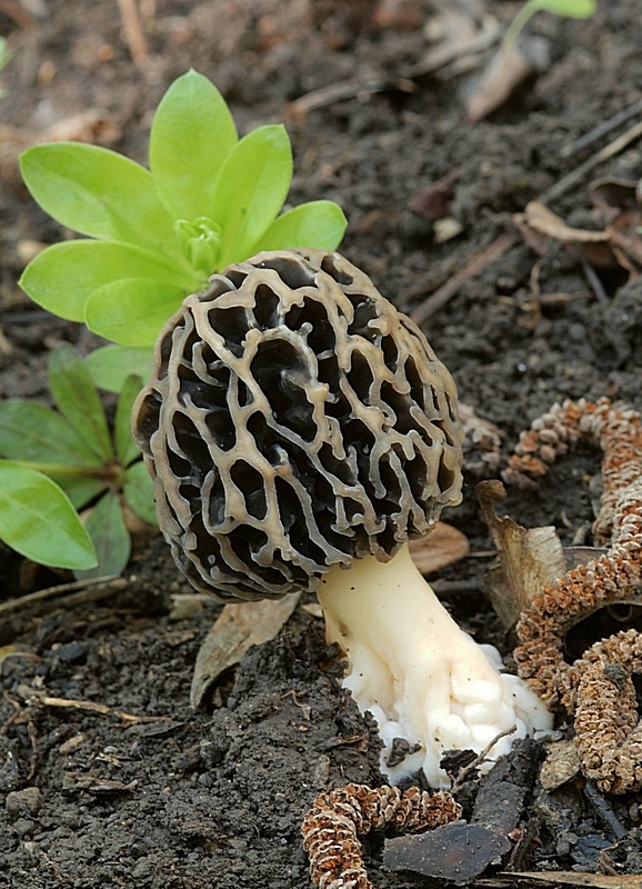 smrčok jedlý Morchella esculenta (L.) Pers.