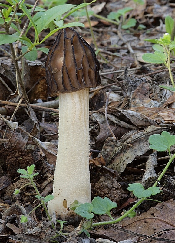 smrčok hybridný Morchella semilibera DC.