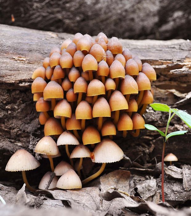 prilbička žltohlúbiková Mycena renati Quél.