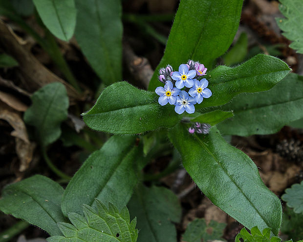 nezábudka Myosotis sp.