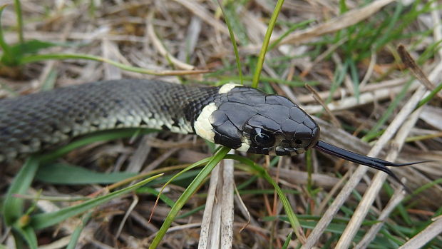 užovka obojková Natrix natrix