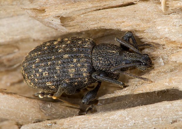 nosánik rýhovaný Otiorhynchus sulcatus