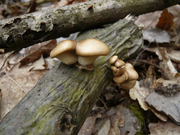 hliva Pleurotus sp.