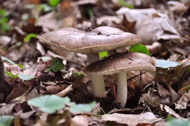 štítovka jelenia / Štítovka jelení Pluteus cervinus (Schaeff.) P. Kumm.