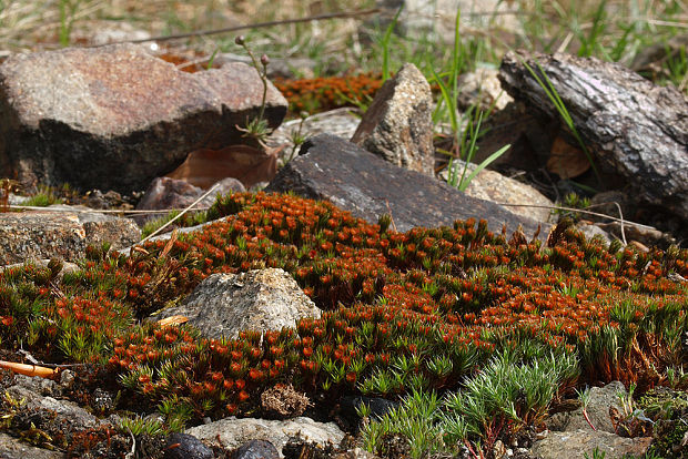 ploník chĺpkatý Polytrichum piliferum Hedw.