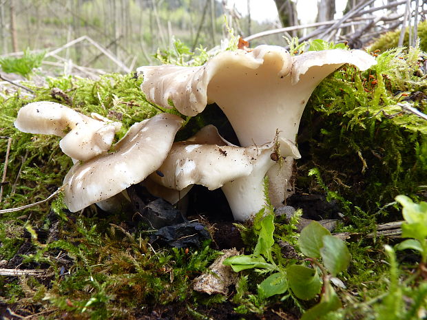 trúdnik tmavohlúbikový Royoporus badius (Pers.) A.B. De