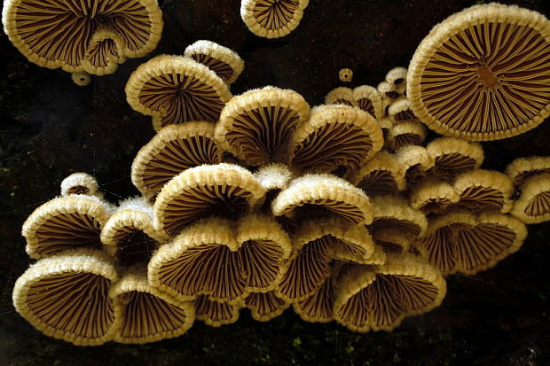 klanolupeňovka obyčajná Schizophyllum commune Fr.