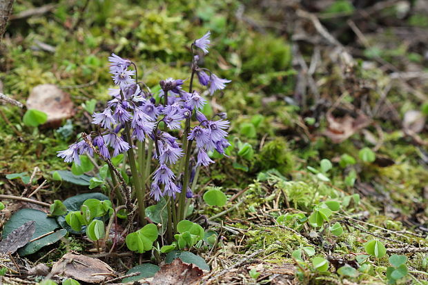 soldanelka horská Soldanella pseudomontana