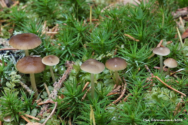 peniazočka smreková Strobilurus esculentus (Wulfen) Singer