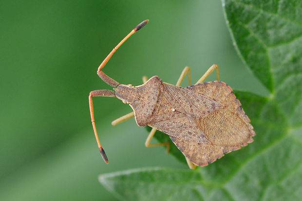 obrubnica lúčna Syromastus rhombeus