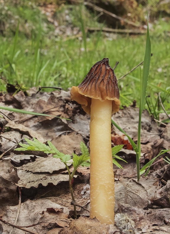 smrčkovec český Verpa bohemica (Krombh.) J. Schröt.