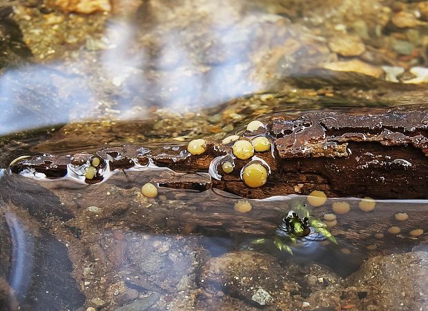 mihavka odfarbená Vibrissea decolorans (Saut.) A. Sánchez & Korf