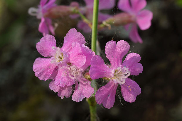 smolnička obyčajná Viscaria vulgaris