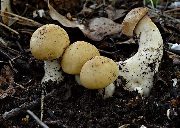 čírovnica májová Calocybe gambosa (Fr.) Donk