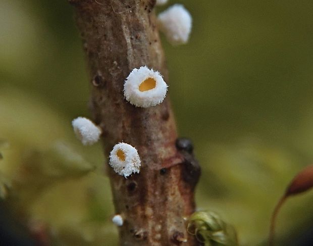 lachnetka Capitotricha bicolor (Bull.) Baral