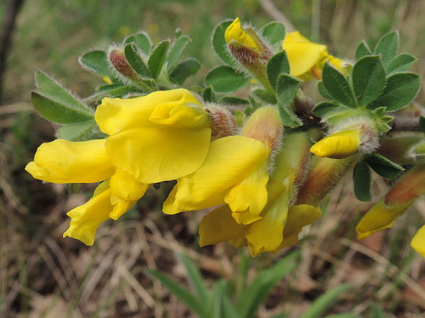 zanoväť nízka Chamaecytisus supinus (L.) Link