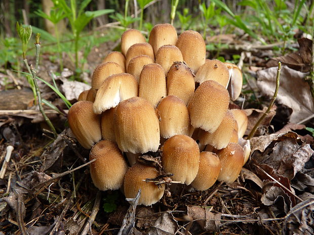 hnojník ligotavý Coprinellus micaceus (Bull.) Vilgalys, Hopple & Jacq. Johnson