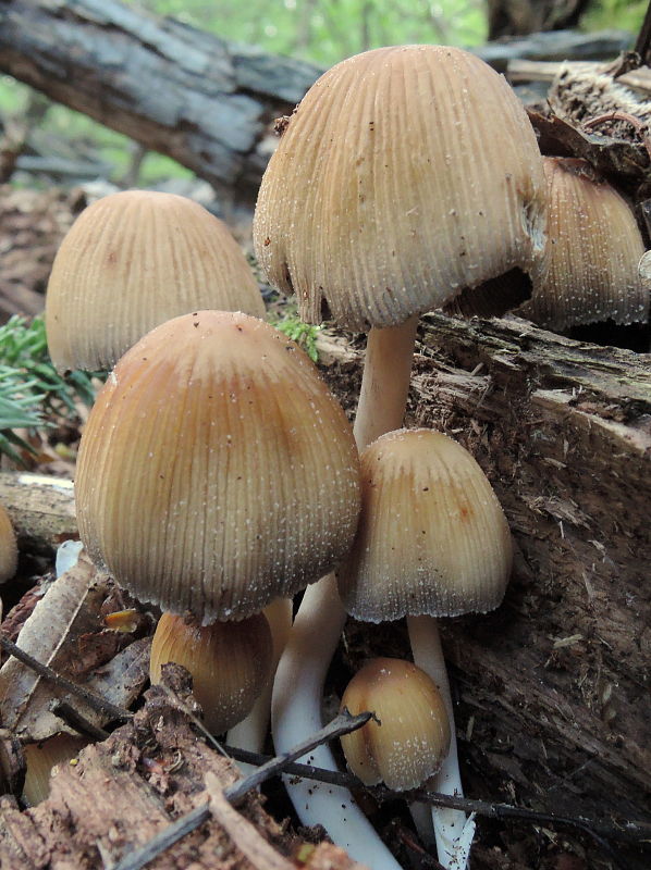 hnojník Coprinellus sp.