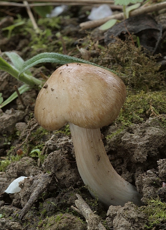 hodvábnica jarná Entoloma clypeatum (L.) P. Kumm.