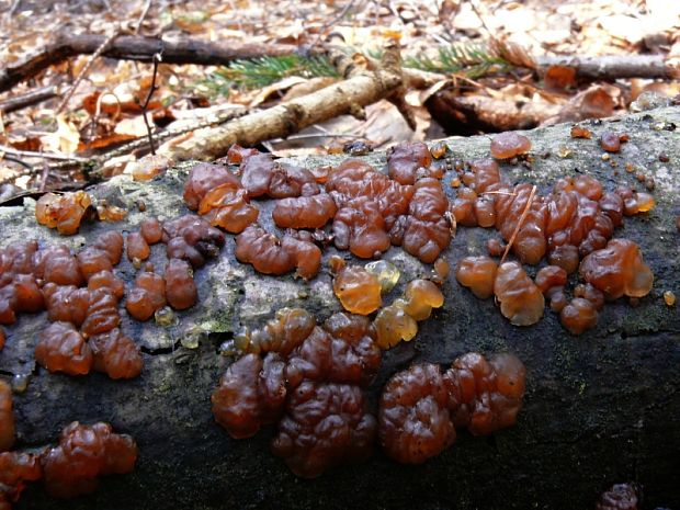 tmavorôsolovec brezový Exidia cartilaginea S. Lundell & Neuhoff