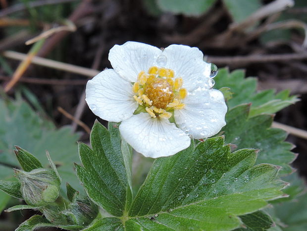 jahoda obyčajná Fragaria vesca L.