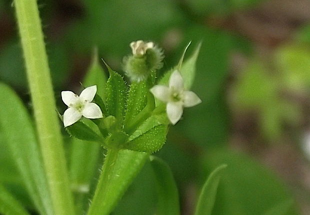 lipkavec obyčajný Galium aparine L.