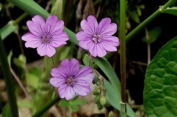 pakost pyrenejský Geranium pyrenaicum