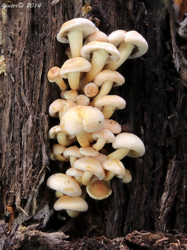 strapcovka tehlovočervená Hypholoma lateritium (Schaeff.) P. Kumm.