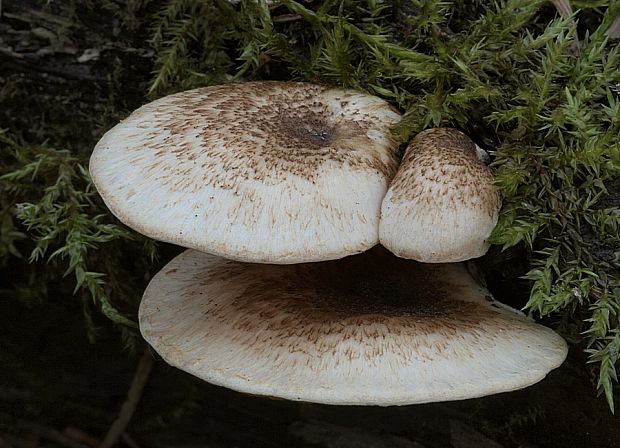 húževnatec tigrovaný Lentinus tigrinus (Bull.) Fr.