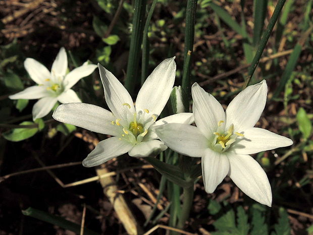 bledavka okolíkatá Ornithogalum umbellatum L