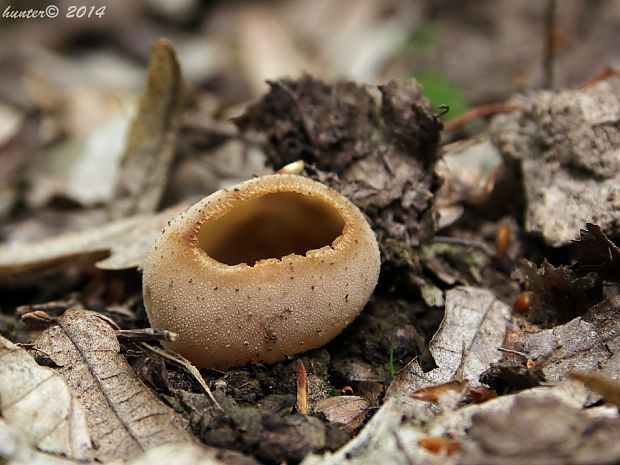 čiaška Peziza sp.