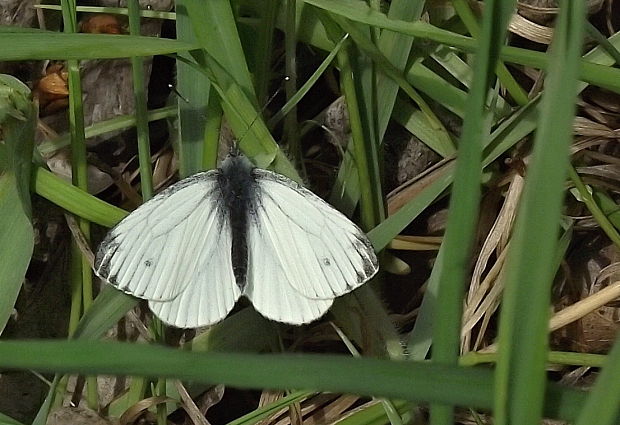 mlynárik repkový Pieris napi