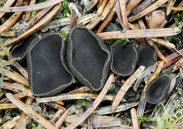 misôčka černastá Pseudoplectania nigrella (Pers.) Fuckel