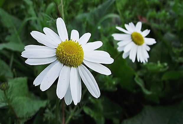 parumanček nevoňavý Tripleurospermum perforatum (Mérat) M. Lainz