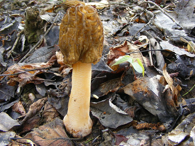 smrčkovec český Verpa bohemica (Krombh.) J. Schröt.