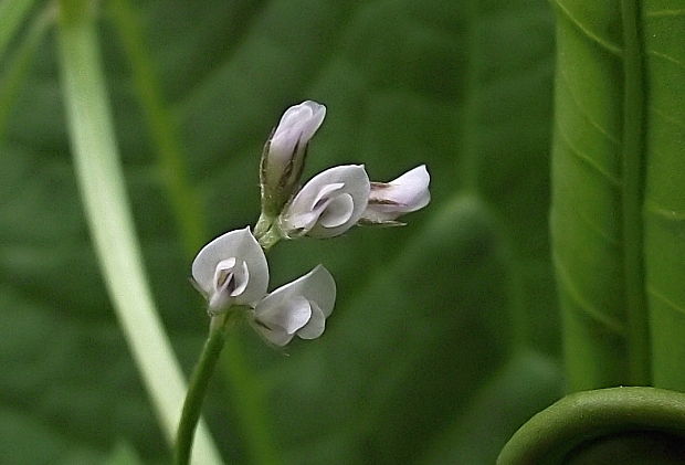 vika chlpatá Vicia hirsuta (L.) Gray